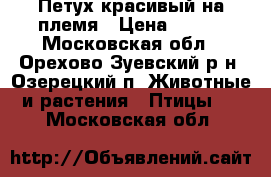 Петух красивый на племя › Цена ­ 900 - Московская обл., Орехово-Зуевский р-н, Озерецкий п. Животные и растения » Птицы   . Московская обл.